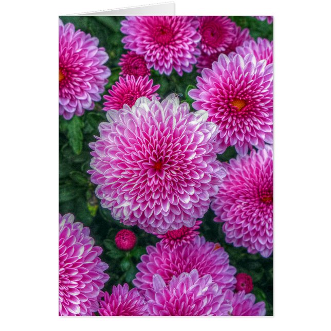 Purple Mums (Front)