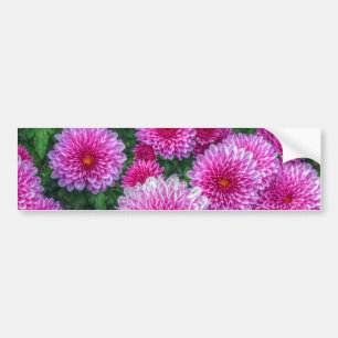 Purple Mums Bumper Sticker