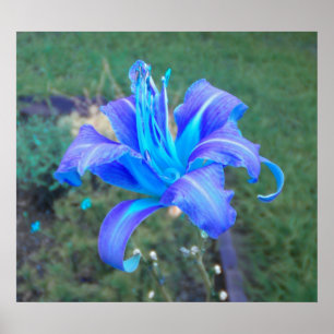 Purple N Turquoise Daylily Poster