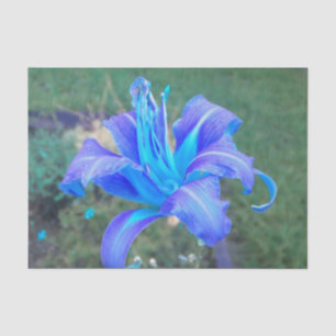 Purple N  Turquoise Daylily  Tissue Paper