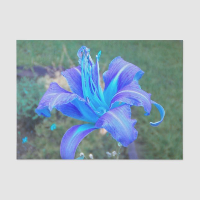 Purple N  Turquoise Daylily  Tissue Paper (Front)