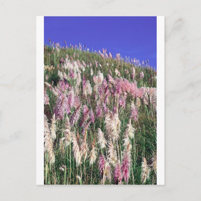 Purple New Zealand toetoe (toitoi) tall grass Postcard (Front)