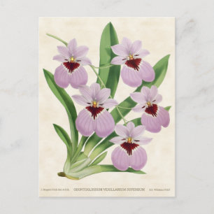 Purple Odontoglossum Orchid Vintage Botanical Postcard