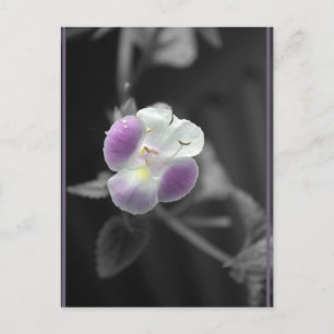 Purple on Black Postcard