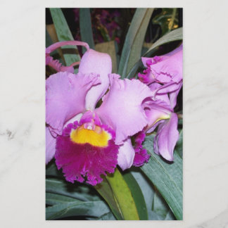 Purple Orchid