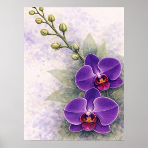 Purple Orchid Duo Flower Botanical Poster