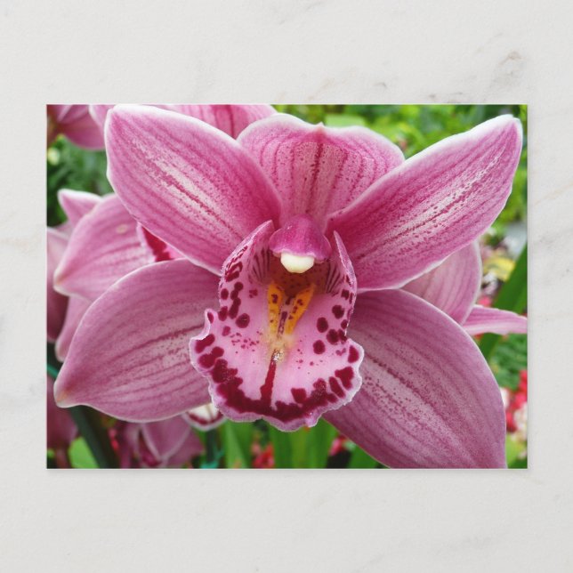 Purple Orchid Elegant Floral Postcard (Front)