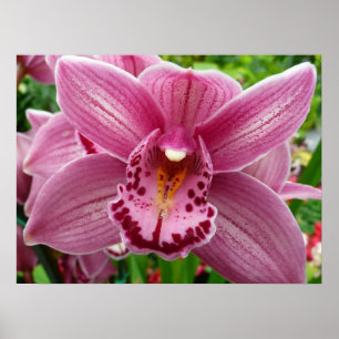 Purple Orchid Elegant Floral Poster