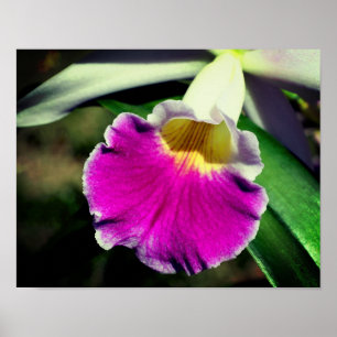 Purple Orchid Flower Centre Close Up Poster
