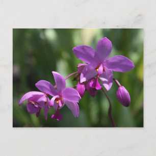 Purple Orchid Flower Postcard