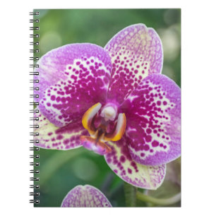 Purple orchid notebook