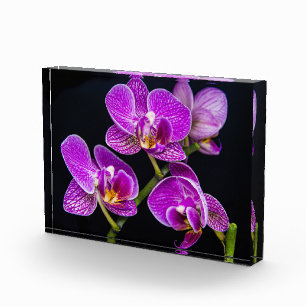 Purple orchid photo block
