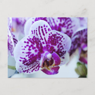 Purple Orchid Postcard
