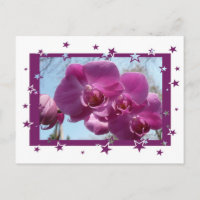Purple Orchid