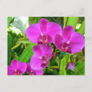 Purple Orchid Postcard