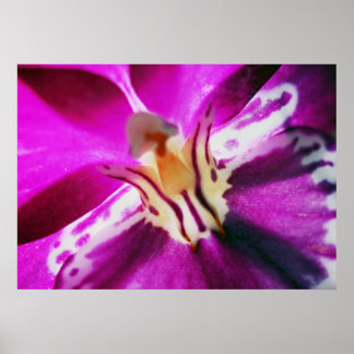 Purple Orchid Poster