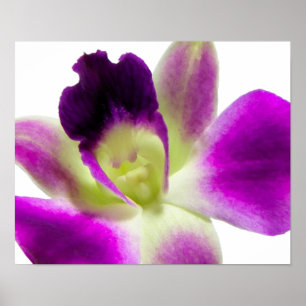 Purple Orchid Poster
