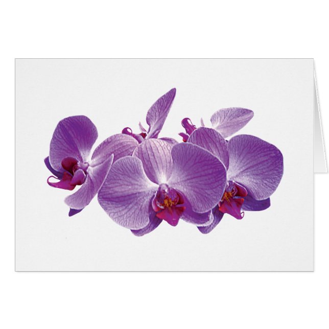 Purple Orchid Trio (Front Horizontal)