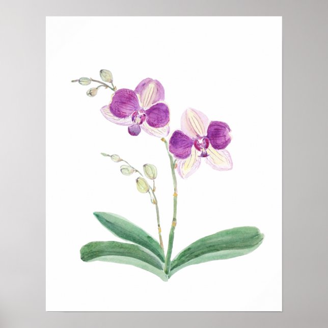 purple orchid watercolor  poster (Front)