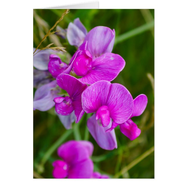 Purple Orchids (Front)