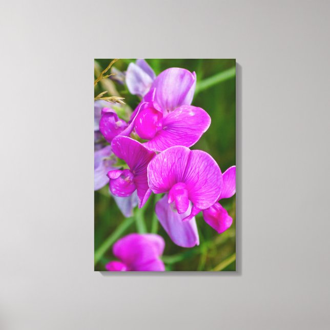 Purple Orchids Canvas Print (Front)