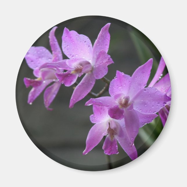 Purple Orchids Magnet (Front)