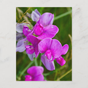Purple Orchids Postcard