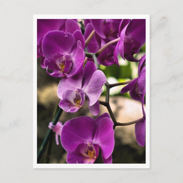 purple orchids postcard (Front)