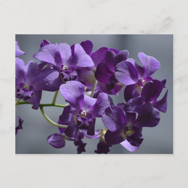 Purple Orchids Postcard (Front)