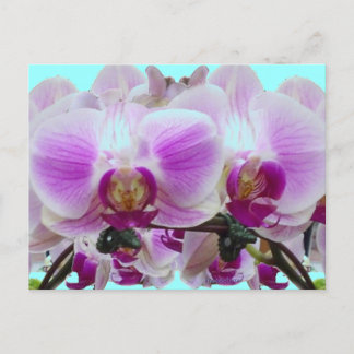 Purple orchids postcard