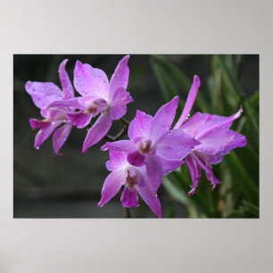 Purple Orchids Poster
