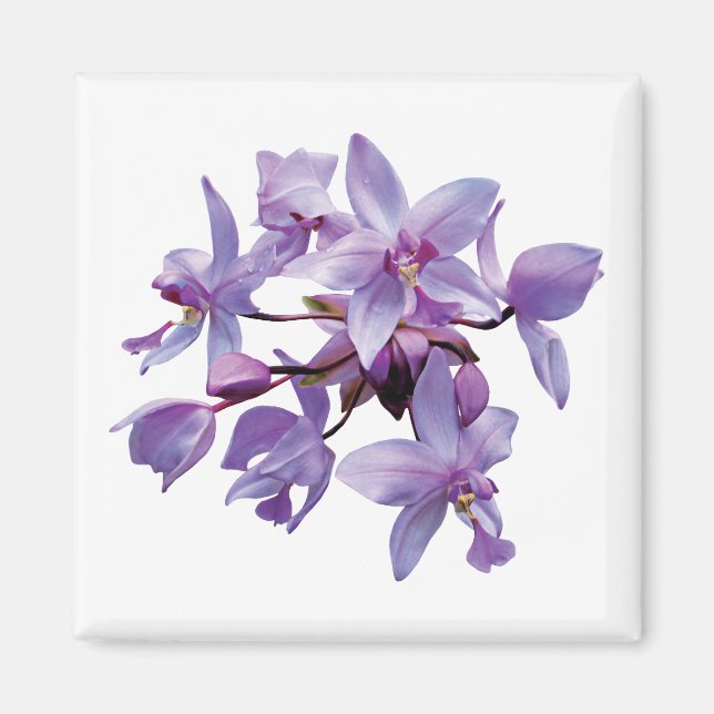 Purple Orchids with Dew Magnet (Front)