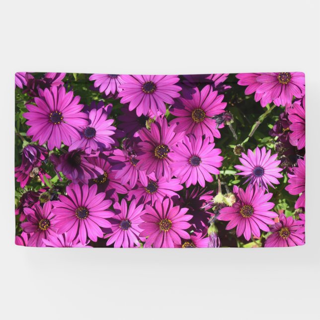 Purple Osteospermum Flowers Banner (Horizontal)