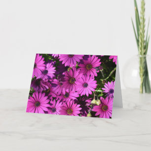Purple Osteospermum Flowers Card