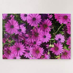 Purple Osteospermum Flowers Jigsaw Puzzle
