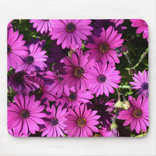 Purple Osteospermum Flowers Mouse Mat (Front)