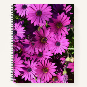Purple Osteospermum Flowers Notebook