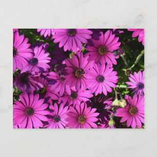 Purple Osteospermum Flowers Postcard