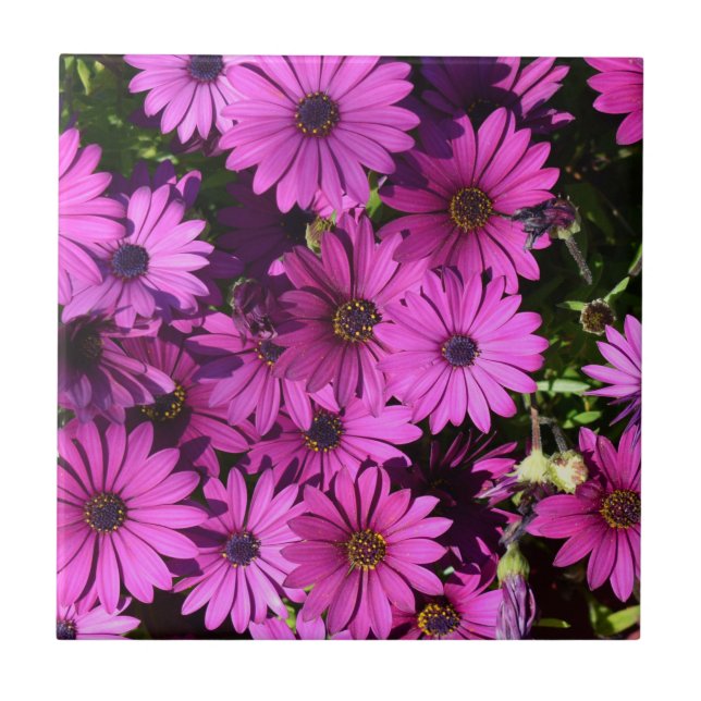 Purple Osteospermum Flowers Tile (Front)