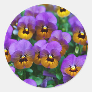 Purple Pansies Classic Round Sticker