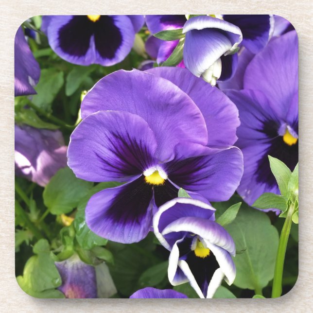 purple pansies coaster (Front)