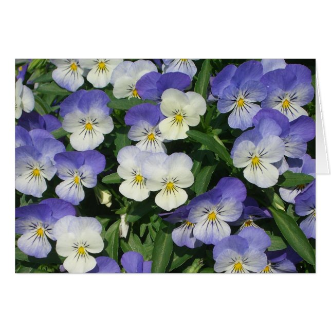 Purple Pansies Garden Floral (Front Horizontal)