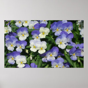 Purple Pansies Garden Floral Poster