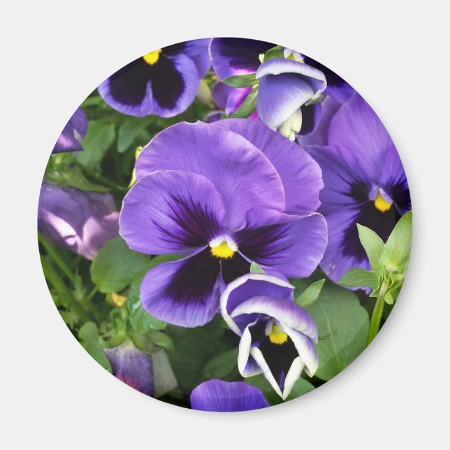 purple pansies magnet (Front)