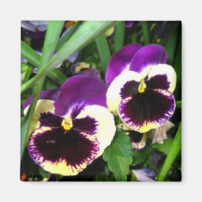 Purple pansies - Magnet (Front)
