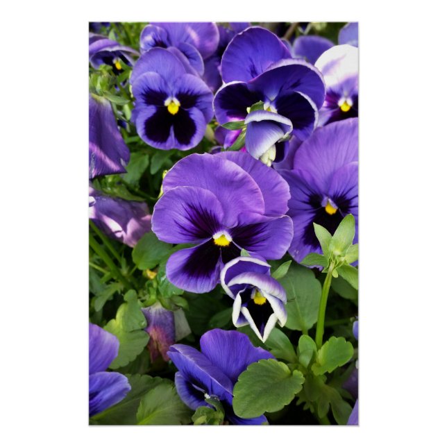 purple pansies poster (Front)