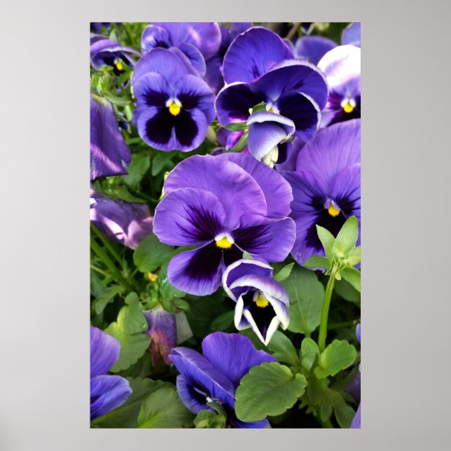 purple pansies poster (Front)