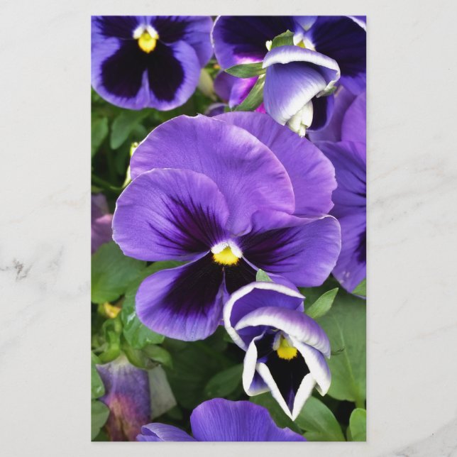 purple pansies stationery (Front)