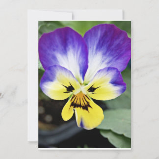 Purple Pansy