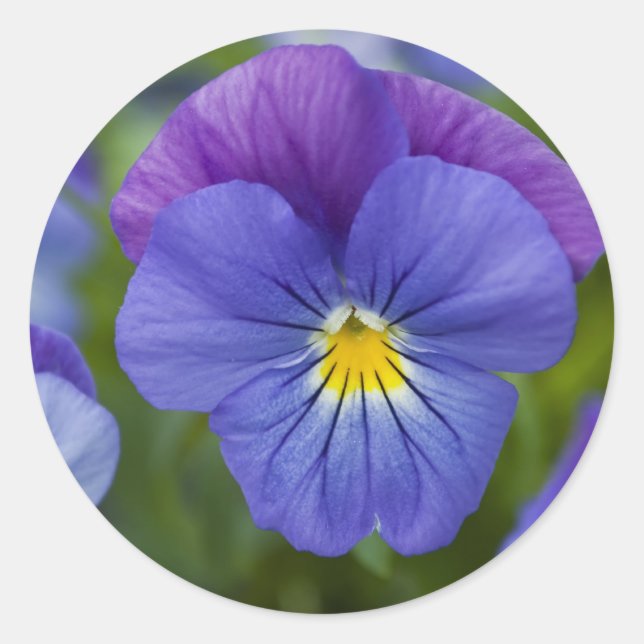 Purple Pansy Classic Round Sticker (Front)